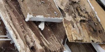 Termite Exterminating Near Hancock Park