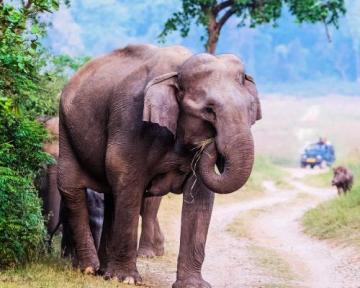 Corbett Mystic Inn | Luxury Forest Stay in Jim Corbett