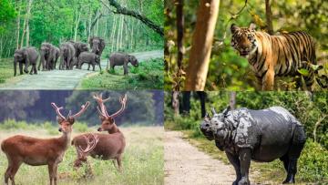 Wild India Awaits: The Ultimate Guide to Wildlife Safaris