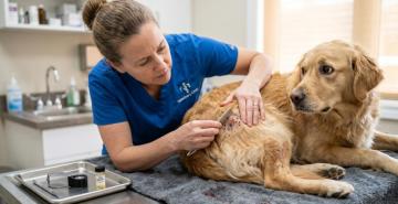 How Do I Choose the Right Flea Treatment for My Pet?