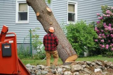 Tree Removal Buffalo NY | Woodcrest Tree Removal