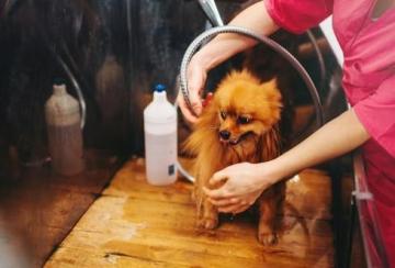 Secunderabad Pet Grooming: Gentle Hair Clipping Specials by GlamPetz