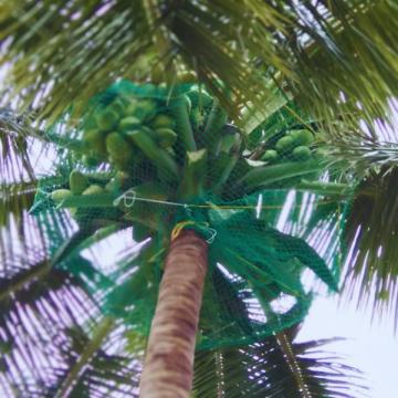 Best Coconut Tree Safety Nets Service Provider in Bangalore | Call "Menorah CocoNets" -