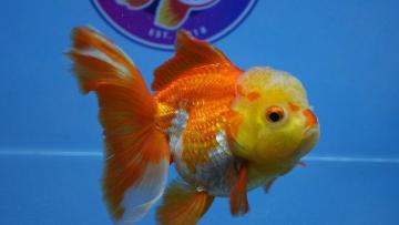 Buy Gold Fish Online USA