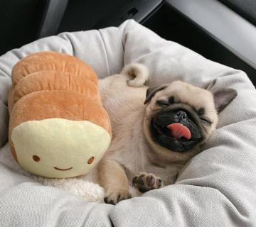 Adorable Puppies for Sale – Pomeranian, Yorkie & Pug – Healthy, Family-Raised – €500