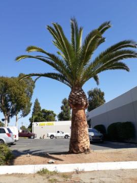 Lorenzo's Tree Services Ontario CA